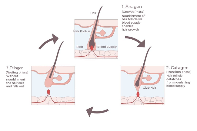 Hair growth cycle