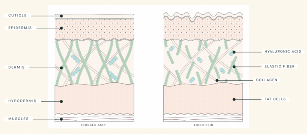 Younger vs aging skin